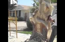 Niesamowita rzeźba wykonana z pnia drzewa