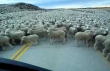 Tysiące owiec blokują drogę w Chile