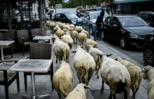 Muzułmanin trzymał kilkadziesiąt owiec w garażu aby je zabić podczas festiwalu