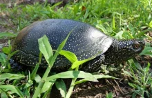 Polscy naukowcy odkryli szczątki najstarszych żółwi na świecie