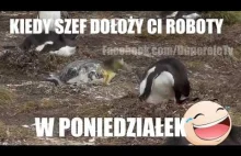 Kiedy szef dołoży ci roboty w poniedzialek.