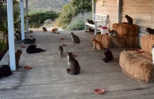 Poszukiwany opiekun kotów. Otrzyma pensję i zakwaterowanie na greckiej wyspie