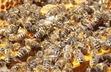Pszczelarz okradał ule. Zabierał pszczoły matki, żeby wzmocnić własną pasiekę