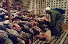 Władze Ekwadoru zatrzymały chiński kuter z zagrożonymi wyginięciem rekinami