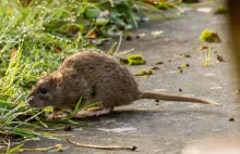 Plaga szczurów w Pelplinie. Miasto zarządziło powszechną deratyzację.