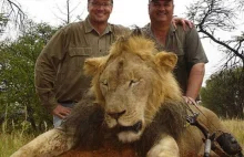 Narodowy Park w Zimbabwe informuje, że może odstrzelić 200 sztuk lwów (ang.)