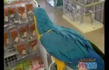 The Funniest Parrots ever