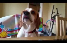 Dog singing Say Something (I'm Giving Up On You): Charliedadog cover