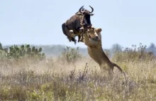 Antylopa gnu atakuje lwicę... no może nie do końca, ale nie poddał się bez walki