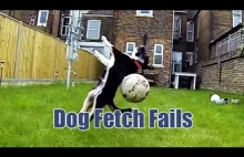 Dog Fetch Fail Compilation