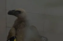W Libanie złapano ptaka podejrzanego o szpiegostwo