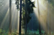 Polskie lasy — Lasy Państwowe