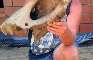 Rzeszowianin znalazł kość nosorożca z epoki lodowcowej