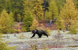 Uzbrojony niedźwiedź poszukiwany na Syberii