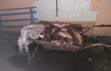 34-latek ukradł ponad 60 kg ryb