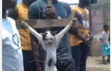 Brak słów: w formie protestu muzułmanie ukrzyżowali kota