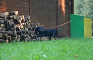 Pachnica dębowa już się nie ukryje. Ruszyły szkolenia psów tropiących...