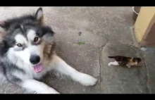 Pies rasy alaskan malamute i maleńki, piszczący kotek.