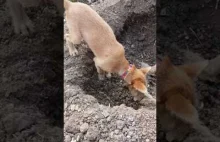 Pies zakopuje nosem swojego zmarłego psiego brata