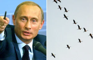 Putin dołączy do żurawi i ruszy na migrację