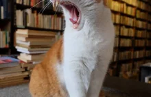 Dante, słynny kot z wrocławskiego antykwariatu nie żyje