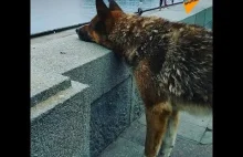 Krymski Hachiko: Pies od 9 lat czeka na swojego nieżyjącego właściciela