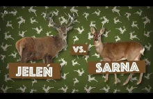 Sarna to nie dziewczyna jelenia.