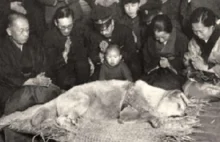 Prawie 100 lat temu, śmierć tego psa opłakiwało tysiące osób.