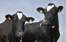 W Holandii powstaje pierwsza na świecie pływająca farma krów