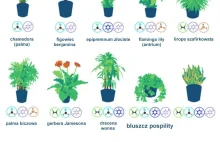 18 roślin, które oczyszczą powietrze w twoim mieszkaniu