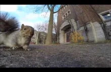 Ciekawska wiewióreczka porywa GoPro
