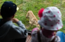 Nieodpowiedzialni rodzice problemem gdańskiego zoo