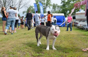 Lexi The One-Eyed Pit Bull Leaves A Legacy Of Love