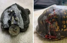 Jak naprawia się żółwia starym biustonoszem