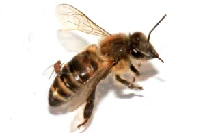 Muchy zamieniają pszczoły w zombie