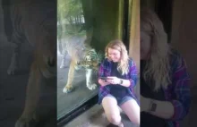 Spotkanie tygrysa z kobietą w ciąży