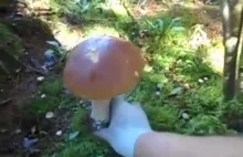 Zbieranie grzybów - hipnotyzujący film