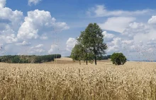 Angielski rolnik ostrzega polskich rolników co im grozi, jeśli nie...