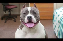 Funny American Bully Videos