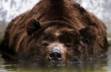 Niedźwiedzia gawra, czyli gdzie niedźwiedzie spędzają zimę.