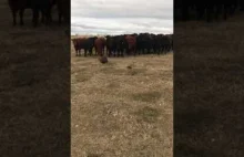 Krowy wybrały nowego przywódcę - Dziki bóbr zagania 150 krów niczym pasterz