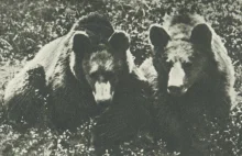 W polskiej części Puszczy Białowieskiej pojawił się niedźwiedź