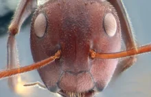 Nowy gatunek mrówek. Potrafią eksplodować, opryskując wroga mazią o...