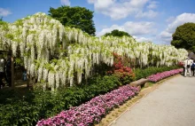 Glicynia (Wisteria) - jedno z najpiękniejszych pnączy