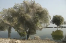 Pakistan po powodzi - niezwykły krajobraz z drzew zamienionych w pajęcze kokony