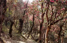 Rododendrony w nepalu