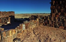Skamieniały Las - Park Narodowy w Arizonie