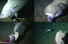 Naukowcy nagrali rybę na rekordowej głębokości 8145 m