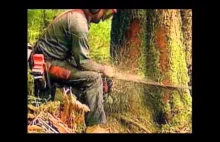 Coldcut - Timber - muzyczna widokówka pt. jak ginie las
