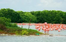 REZERWAT CELESTUN - obserwowanie flamingów